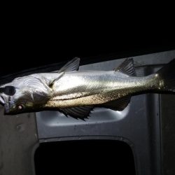 『バグる』でシーバス２匹！